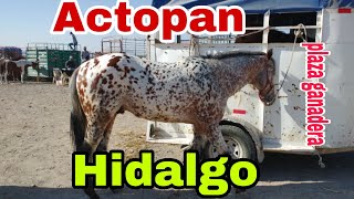 ACTOPAN HIDALGO  CABALLOS  plaza ganadera o mercado de animales [upl. by Nujra]