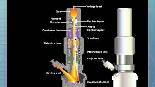 Using a microscope The parts and how to focus [upl. by Rehm]