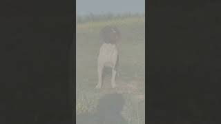 Pointer dog breed pointerdog dog doglover dogshorts doglife dogsofinstagram viralvideo fun [upl. by Bellina]