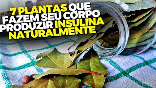 7 Plantas Que Fazem Seu Corpo Produzir Insulina Naturalmente Rápida Baixe Glicose Assim [upl. by Irec645]