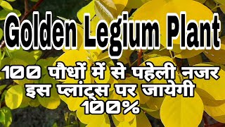 How to care of Desmodium or Golden Legiume plant  Golden Legium  Golden Desmodium [upl. by Akenot]