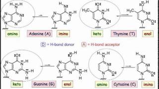 2303 Base Pairing and Hydrogen Bonding in Nucleic Acid Polymers [upl. by Arahset258]