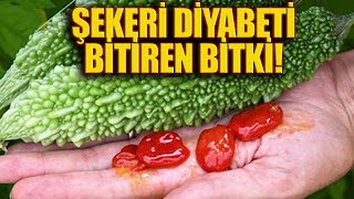 Şekeri Diyabeti Bitiren Bitki [upl. by Mastrianni]