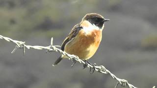 Stonechat Bird at Loe Bar Porthleven  Tarier Pâtre [upl. by Emelun]