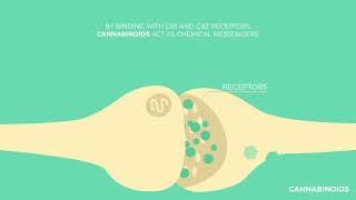 The Endocannabinoid System Explained  How Does It Work [upl. by Gupta]