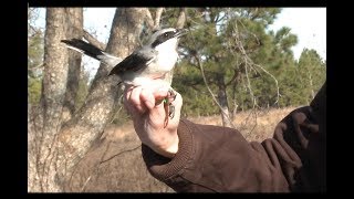 Loggerhead Shrike Bird Banding [upl. by Mikeb122]