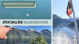 43 Camper Roadtrip Norwegen 🇳🇴 Spektakuläre Walbeobachtung 🐋 Fährfahrt ⛴️ durch den Geirangerfjord [upl. by Carnahan758]