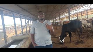 Short comparison of feedlots and Dairy Farming [upl. by Kho]