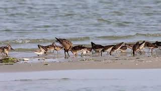 Hudsonian Godwit Monomoy NWR August 2024 HD 1080p [upl. by Berta746]