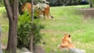 leones zoo de chapultepec [upl. by Sackman679]