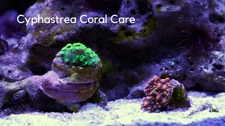 Cyphastrea Coral Care Tips [upl. by Trilbi]