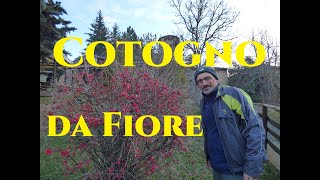 Tutto sul Cotogno giapponese tutorial giardinaggio Japanese Quince [upl. by Jedd]