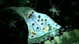 Neurotransmitters and action potential explanation [upl. by Phillipp]