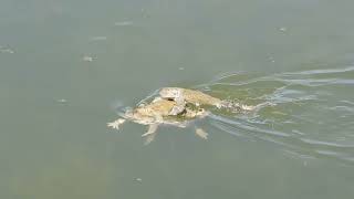 Sonoran Desert Toads [upl. by Eirod]