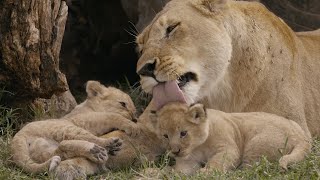 Wild African Diary  Tale Of Big Cats Lions Leopards and Cheetahs  Nature Documentary HD 2021 [upl. by Eisor954]