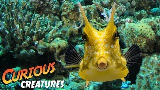 Longhorn Cowfish  Curious Creatures [upl. by Elehcin]