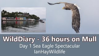 36 Hours on Mull Day 1 Sea Eagle photography ilseofmull commondolphin whitetailedeagle canonr6 [upl. by Jung634]