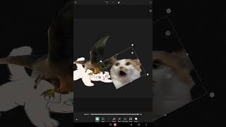 Snowkits death in a NutShell 🤣 warriorcatsdeathsnowkithawksubscribemychannel LIKES PLShi [upl. by Lauryn]