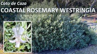 COASTAL ROSEMARY Westringia fruticosa rosmarinus Facts Plant Care Propagation Coto de Caza CA [upl. by Boesch]