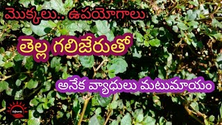 తెల్ల గలిజేరుతో ప్రయోజనాలెన్నో Tella Galijeru plant usesAmazing Benefits of punarnava atikamamidi [upl. by Slerahc]