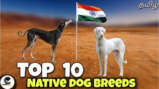 Top 10 நாட்டு நாய்கள்  what are the 10 Indian native dog breeds 🤔 [upl. by Eiramanad]