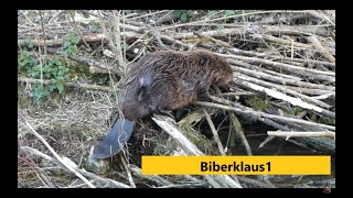 Biber auf seinem Bau bei seiner Narbenshow in Augsburg  Castor fiber  Europäischer Biber  Beaver [upl. by Ashatan555]