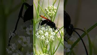 Pepsini Wasp on Horsetail Milkweed Asclepias subverticillata  Observed in Description [upl. by Lessur]