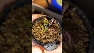 Repotting VFT ハエトリソウの植え替え carnivorousplant plants 観葉植物 食虫植物 ハエトリソウ dionaeamuscipula repotting [upl. by Linsk]