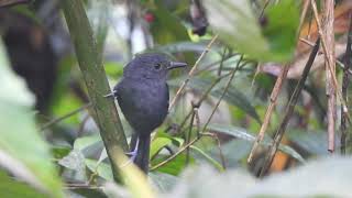 Hormiguero de Parker Cercomacroides parkeri [upl. by Ole]