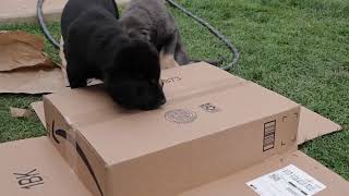 Desert Sol Chinooks Avatar Litter Week 8  Pups love boxes not just kitties [upl. by Nohtanhoj]