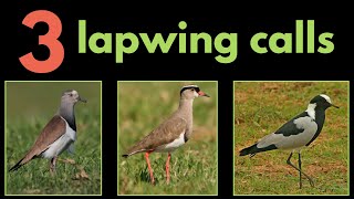 3 LAPWING CALLS from Southern Africa [upl. by Adnauqahs]