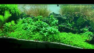 Iwagumi Shrimp Tank [upl. by Muriel]