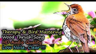 Wood Thrush Singing Hylocichla mustelina HD Audio for Therapy amp Bird Mastering [upl. by Roumell]