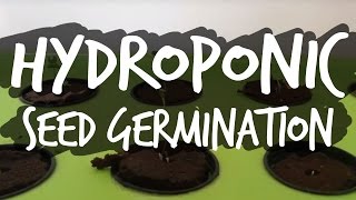 Germinating Seeds for Hydroponics [upl. by Zacharias]