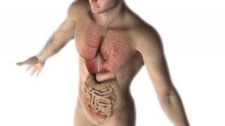 Human internal organ name of male body  science  biology 3D human body parts [upl. by Nivek632]