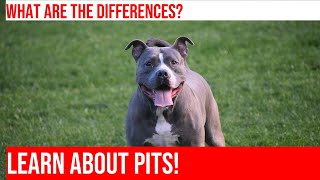 The Difference Between American Pit Bull amp American Staffordshire Terriers [upl. by Maher]