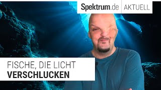 Fische die Licht verschlucken [upl. by Procter]