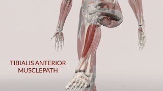 Tibialis Anterior Musclepath 3DAnimation [upl. by Foulk]