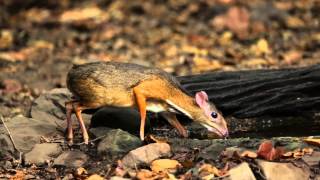 Lesser MouseDeer drinking [upl. by Yentruok]