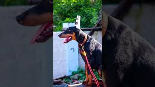 Doberman  Ear Posting Part  2  doberman europeandoberman earposting earcropping dogs [upl. by Aicelet]