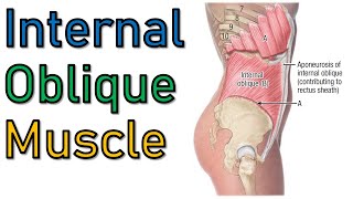 8 Muscles of Anterolateral Abdominal Wall Part 613  تشريح البطن  كلية الطب  A5  10 [upl. by Pauli584]