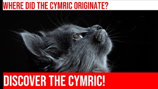 The Fascinating History of the Cymric Cat [upl. by Nesnej]