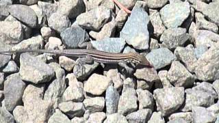 Orangethroated Whiptail Lizard  Aspidoscelis hyperythra [upl. by Latoyia330]