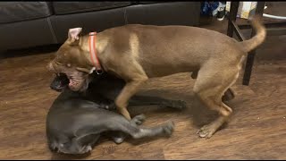 CANE CORSO VS SHAR PEI BULLY 😤 [upl. by Annaoy335]