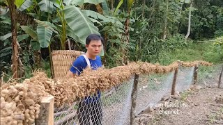 A life of peanuts From planting to harvesting Green forest life [upl. by Perlie196]