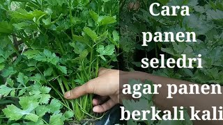 Cara Panen Selederi Daun Sop Di Polybag  Agar Tumbuh Lagi [upl. by Ulund226]