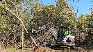 How to Clear land Hardwood trees with a Mini Excavator [upl. by Aserej]