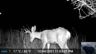 Deer at Night Trigger Our Trail Camera [upl. by Odnumyer]