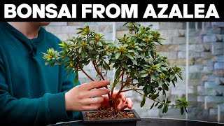 How to Make Bonsai from Azalea🌸EASY [upl. by My]