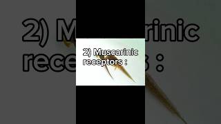 Acetylcholine receptors Muscarinic receptors شرح لمادة الفيسيولوجي بالعربي [upl. by Ssalguod]